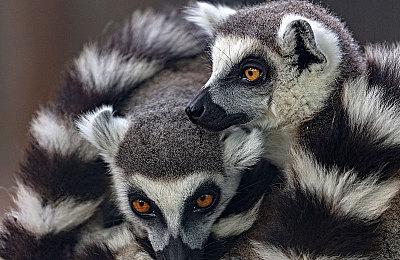 永劫无间《锦鲤杯》网鱼站总决赛：斗鱼Moke领头羊单排夺冠，R.D问鼎三排